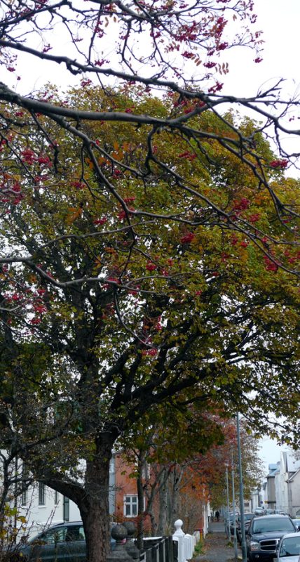 Icelandic Knitter – Hélène Magnússon