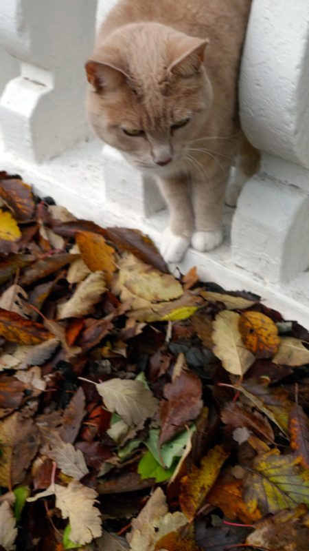 Icelandic Knitter – Hélène Magnússon