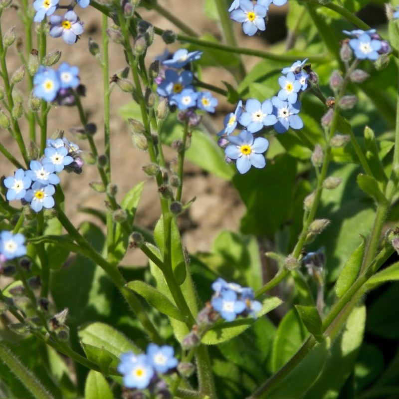 Icelandic Knitter – Hélène Magnússon