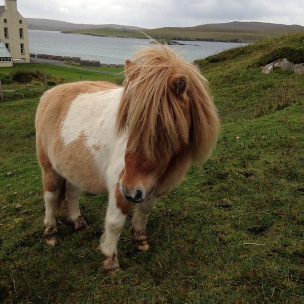 Icelandic Knitter – Hélène Magnússon
