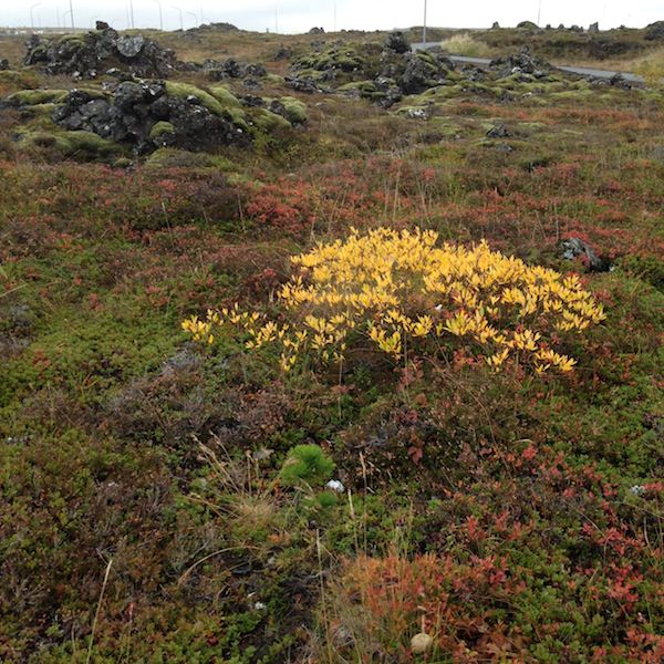 Icelandic Knitter – Hélène Magnússon