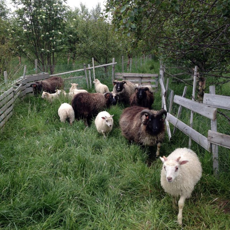 Icelandic Knitter – Hélène Magnússon
