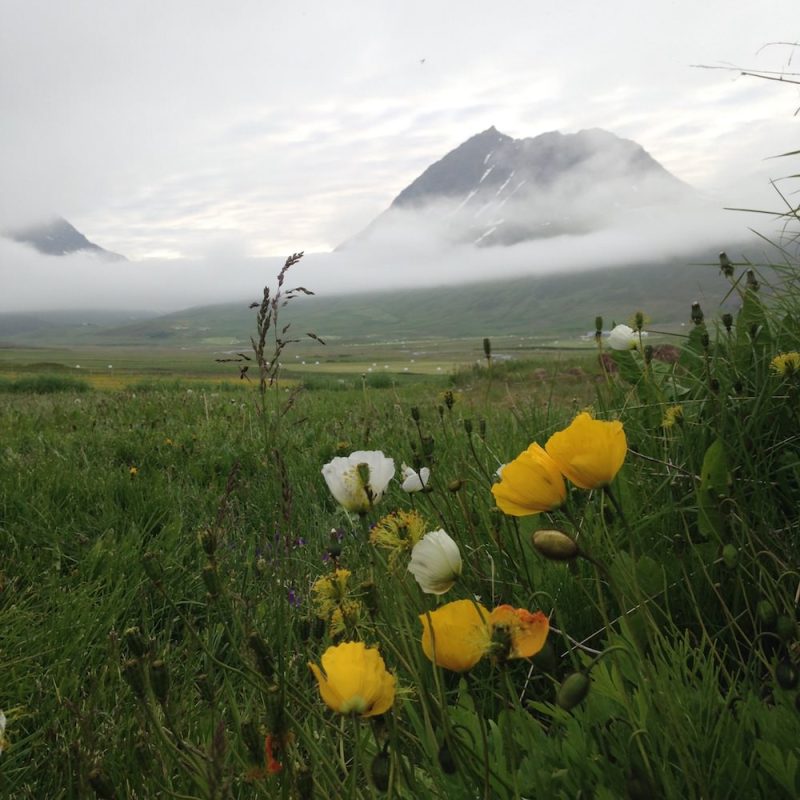 Icelandic Knitter – Hélène Magnússon