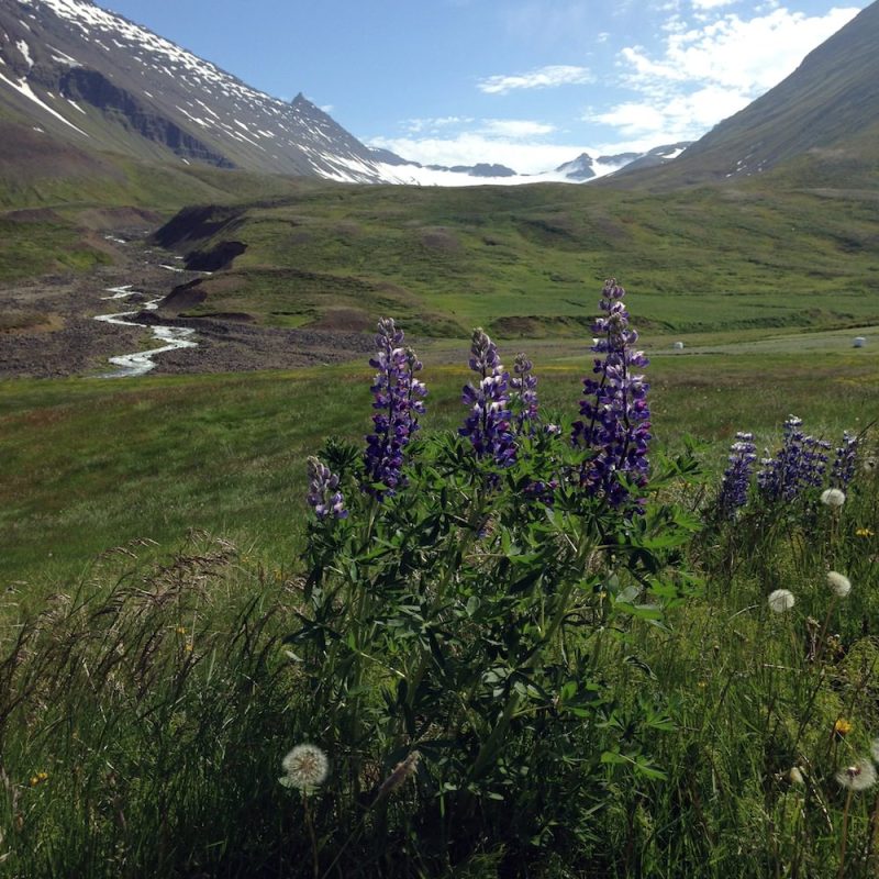 Icelandic Knitter – Hélène Magnússon