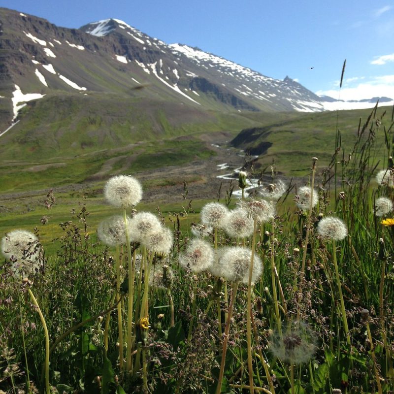 Icelandic Knitter – Hélène Magnússon