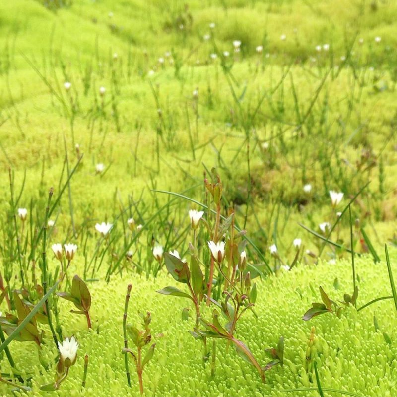 Icelandic Knitter – Hélène Magnússon