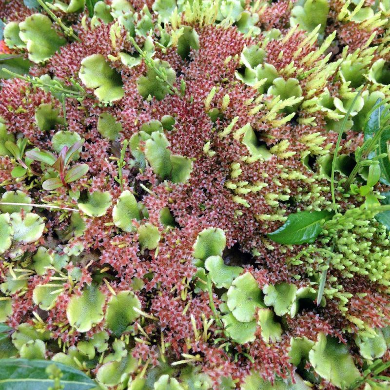 Icelandic Knitter – Hélène Magnússon