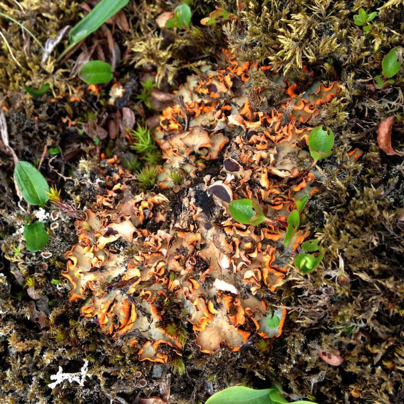 Icelandic Knitter – Hélène Magnússon