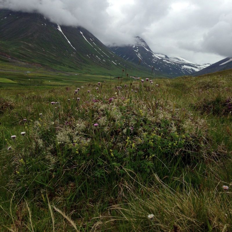 Icelandic Knitter – Hélène Magnússon