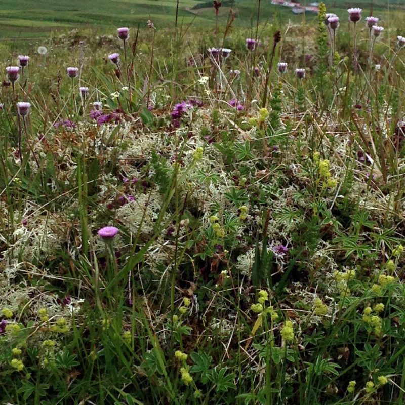 Icelandic Knitter – Hélène Magnússon