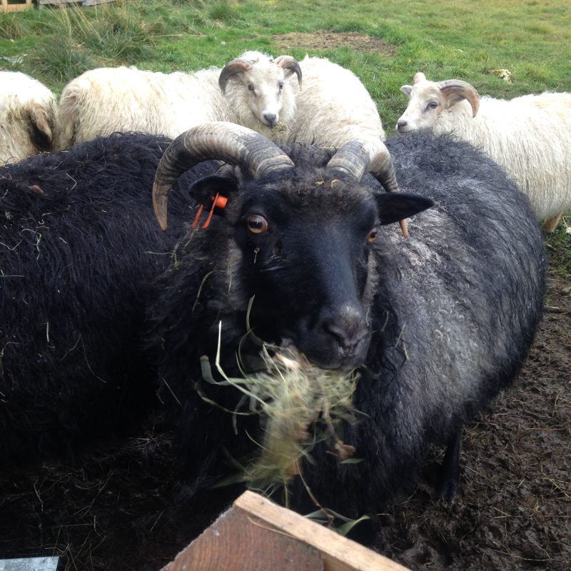 Icelandic Knitter – Hélène Magnússon