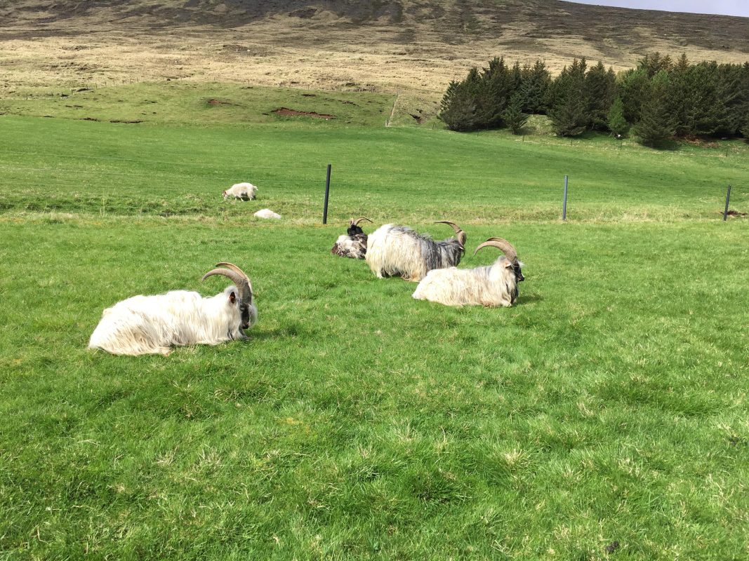 Icelandic Knitter – Hélène Magnússon