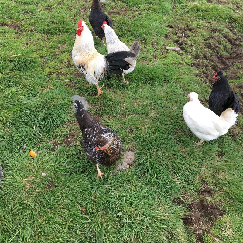 Icelandic Knitter – Hélène Magnússon