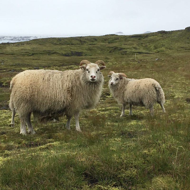 Icelandic Knitter – Hélène Magnússon