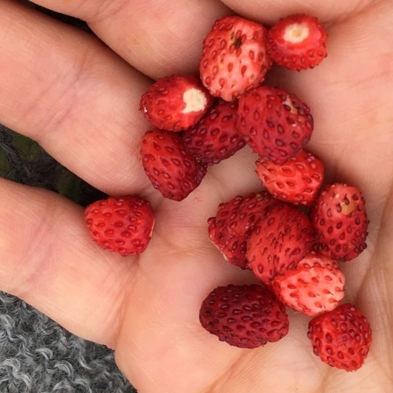 Icelandic Knitter – Hélène Magnússon