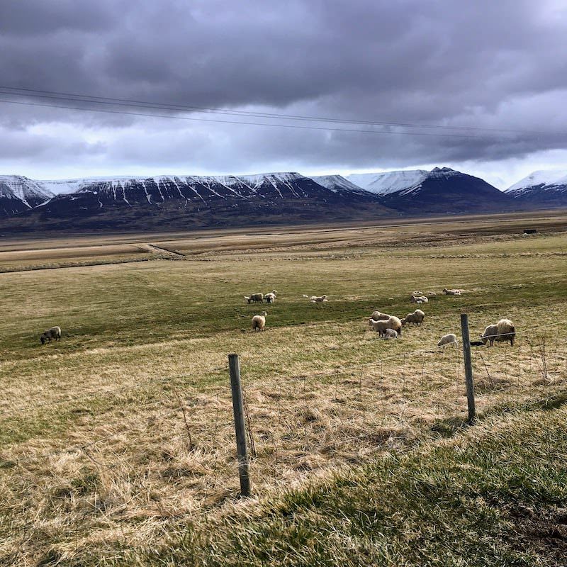 Icelandic Knitter – Hélène Magnússon