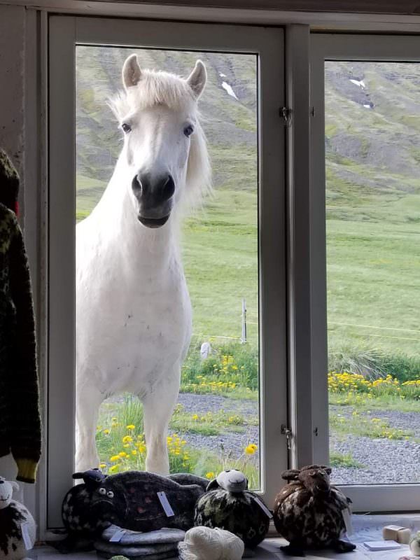 Icelandic Knitter – Hélène Magnússon