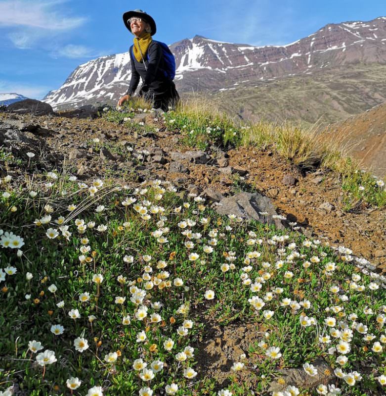 Icelandic Knitter – Hélène Magnússon