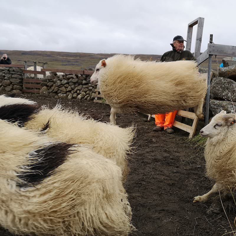 Icelandic Knitter – Hélène Magnússon