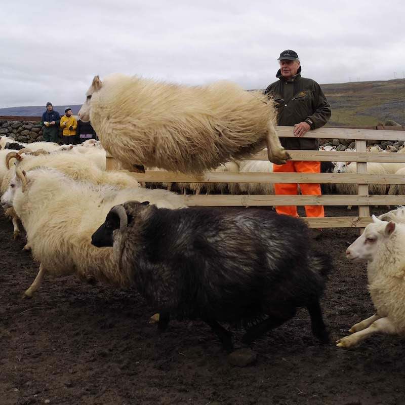 Icelandic Knitter – Hélène Magnússon