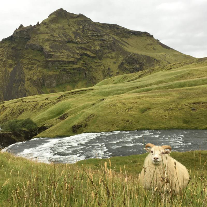 Icelandic Knitter – Hélène Magnússon