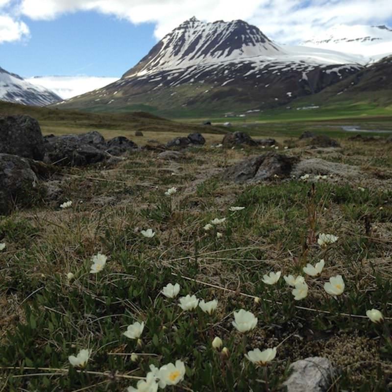 Icelandic Knitter – Hélène Magnússon