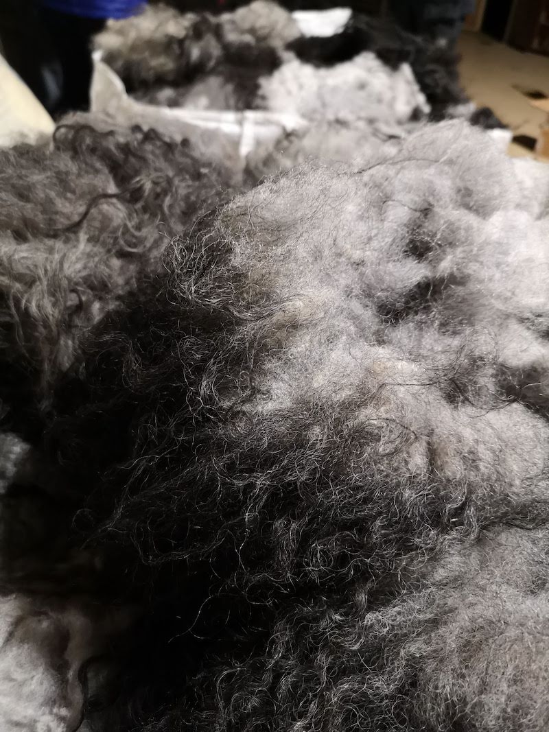 Washed Wool, Raw Wool White, Washed Fleece, Sheep Wool, Raw Wool Fleece, Sheep's  Wool, Washed Fleece, Wool for Spinning Raw Sheep Wool White -  Israel