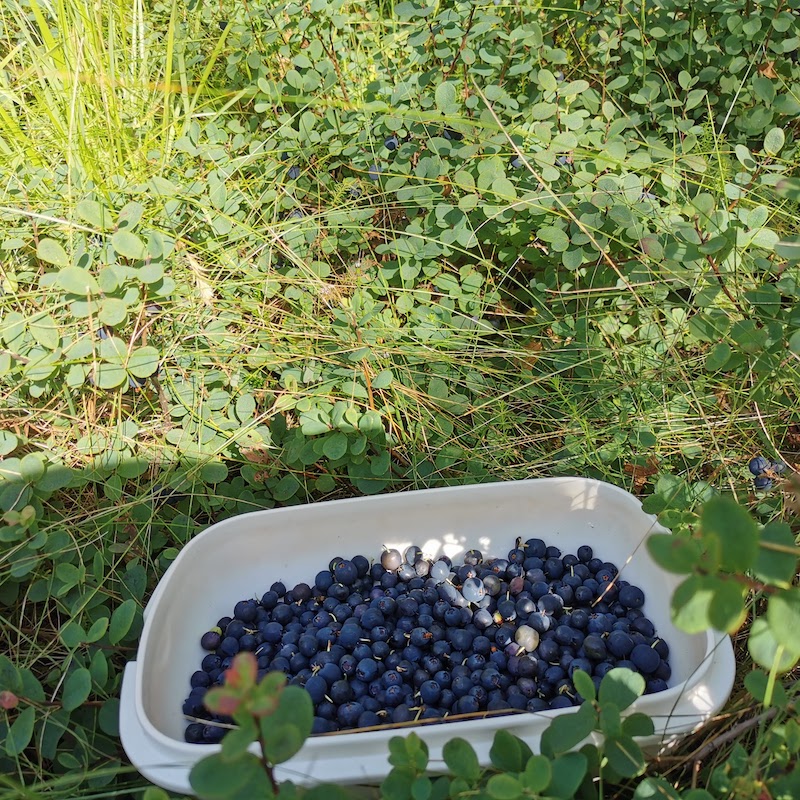 Brynja makes blueberry jam – Icelandic Knitter – Hélène Magnússon