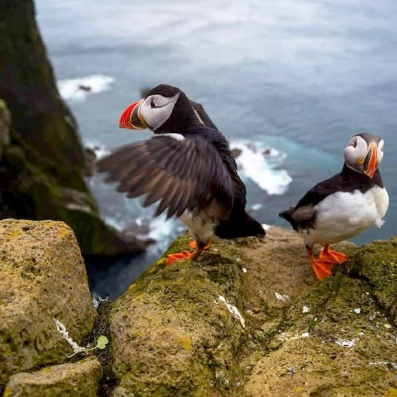 Puffin Tours in Iceland – Iceland Travel Collections