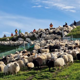 Alternative view of Hiking and knitting with the Flying sheep, September 10-16, 2026